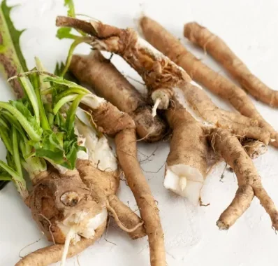 Chicory roots and green leaves on a white surface